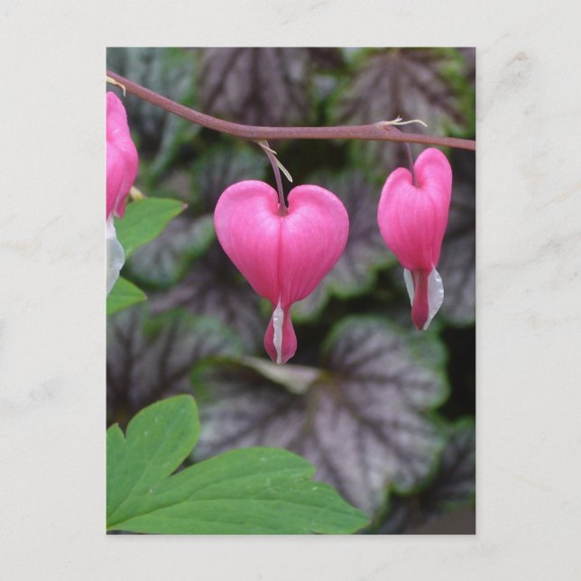 Postal Corazones sangrantes rosados (Anverso)