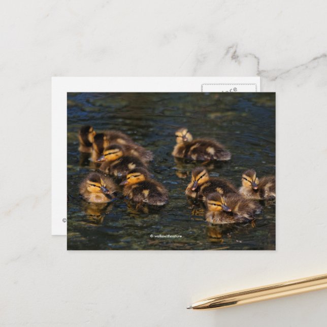 Postal Corchos vivos flotantes: Cute Ducklings Mallard (Anverso/Reverso In Situ)