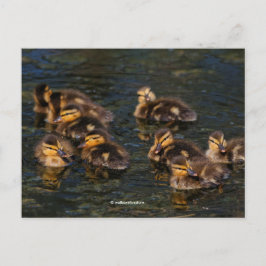 Postal Corchos vivos flotantes: Cute Ducklings Mallard