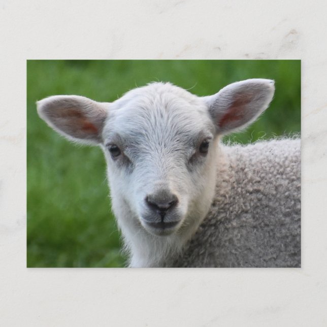 Postal Cordero (Anverso)