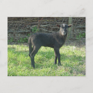 Postal Cordero 2012 - Ladymermaid