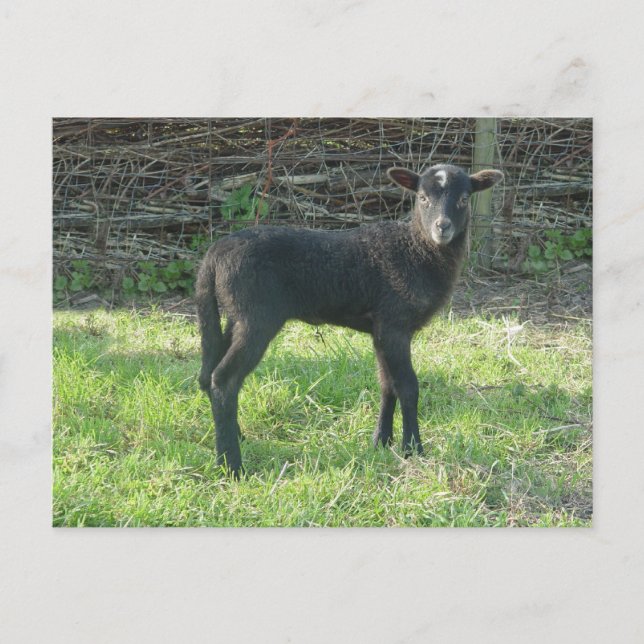 Postal Cordero 2012 - Ladymermaid (Anverso)