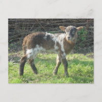 Cordero 2012: SusannaDuffy