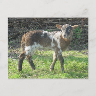 Postal Cordero 2012: SusannaDuffy