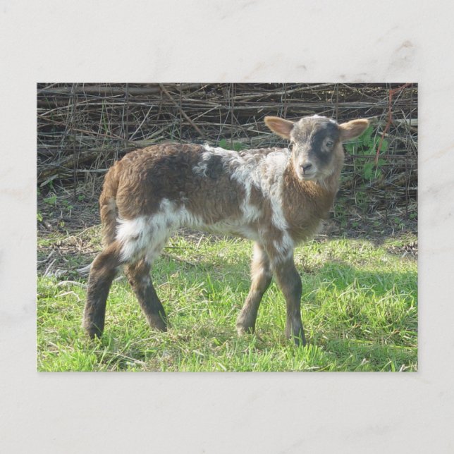 Postal Cordero 2012: SusannaDuffy (Anverso)