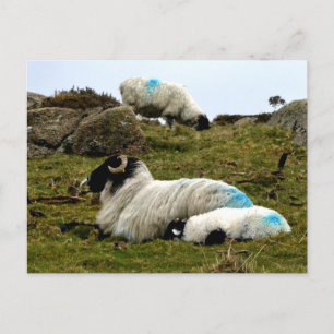 Postal Cordero bebé durmiendo cerca de la madera de Wistm