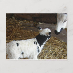 Postal Cordero de Cara divertida