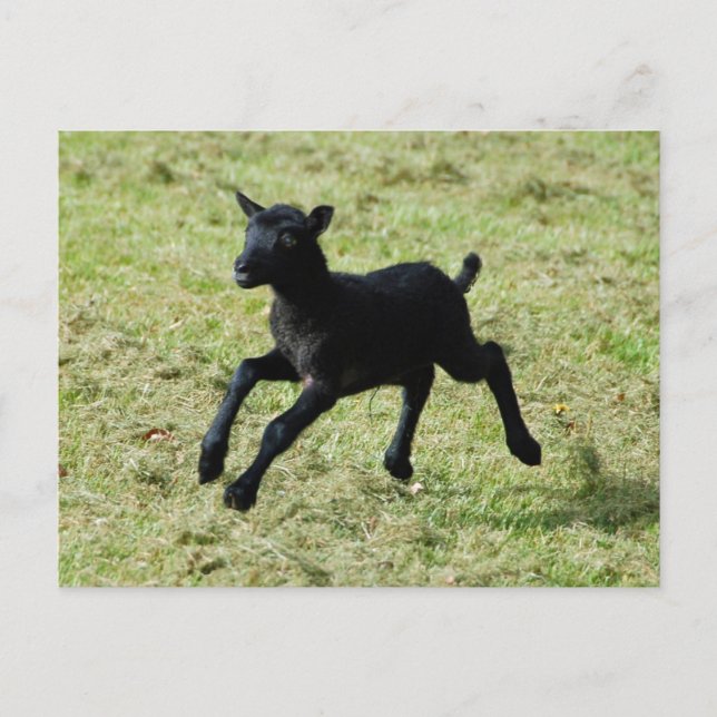 Postal Cordero de Gotland (Anverso)