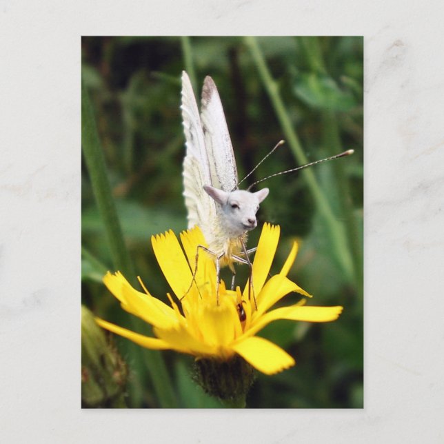 Postal Cordero de mariposa (Anverso)
