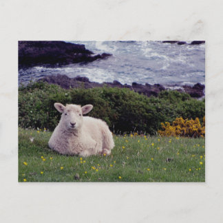 Postal Cordero Devon Del Sur Descansa En La Remota Línea