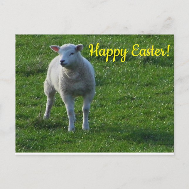 Postal Cordero pequeño (Anverso)