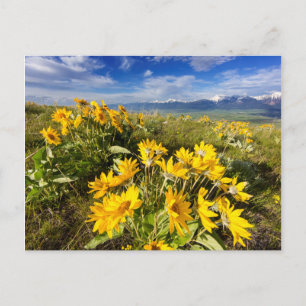 Postal Cordillera de Bison