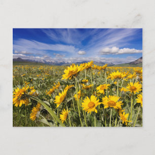 Postal Cordillera de Montaña Rocosa