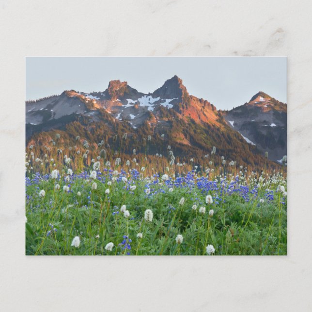 Postal Cordillera de Tatoosh y flores silvestres | Monte  (Anverso)