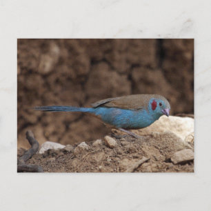 Postal Cordon-Bleu