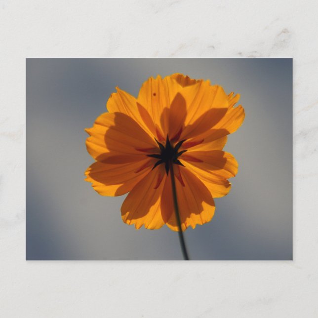 Postal Coreopsis (Anverso)