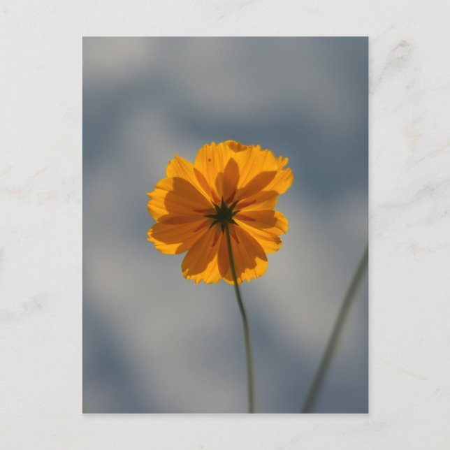 Postal Coreopsis (Anverso)