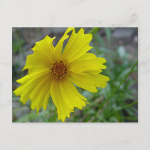 Postal Coreopsis
