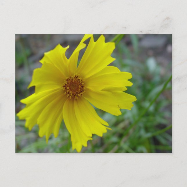Postal Coreopsis (Anverso)