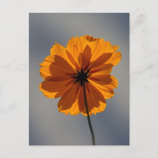 Postal Coreopsis (Anverso)