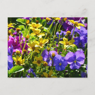 Postal Coreopsis amarilla y violeta púrpura floral colori