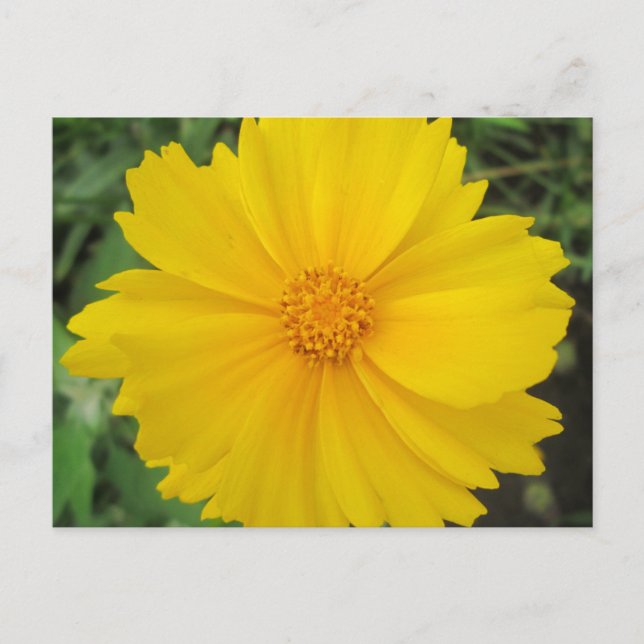 Postal Coreopsis Flor Amarilla (Anverso)
