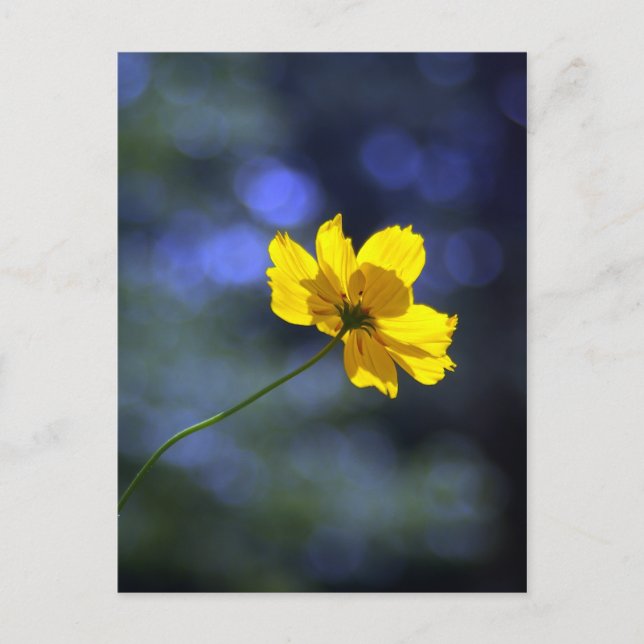 Postal Coreopsis Postcard (Anverso)