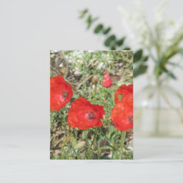 Postal Corfu Red Poppies