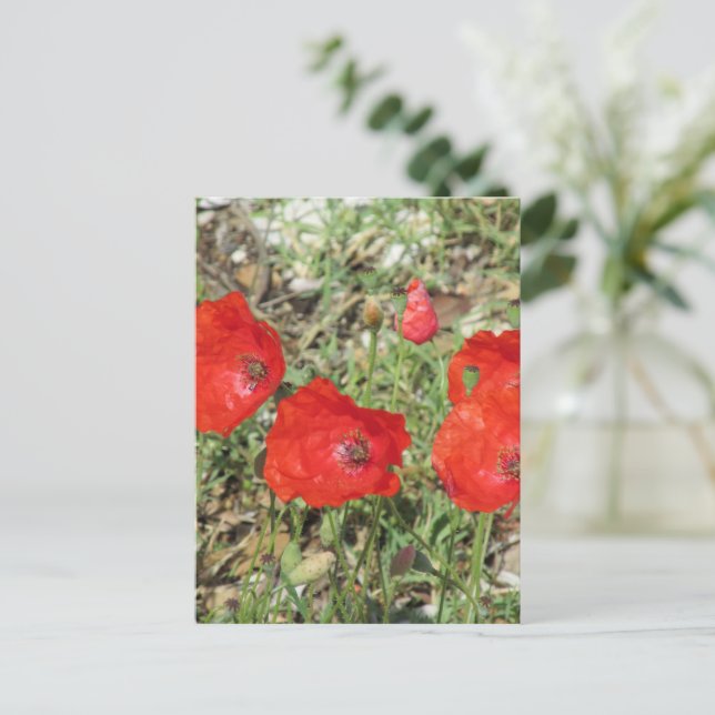 Postal Corfu Red Poppies (Anverso de pie)