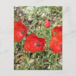 Postal Corfu Red Poppies