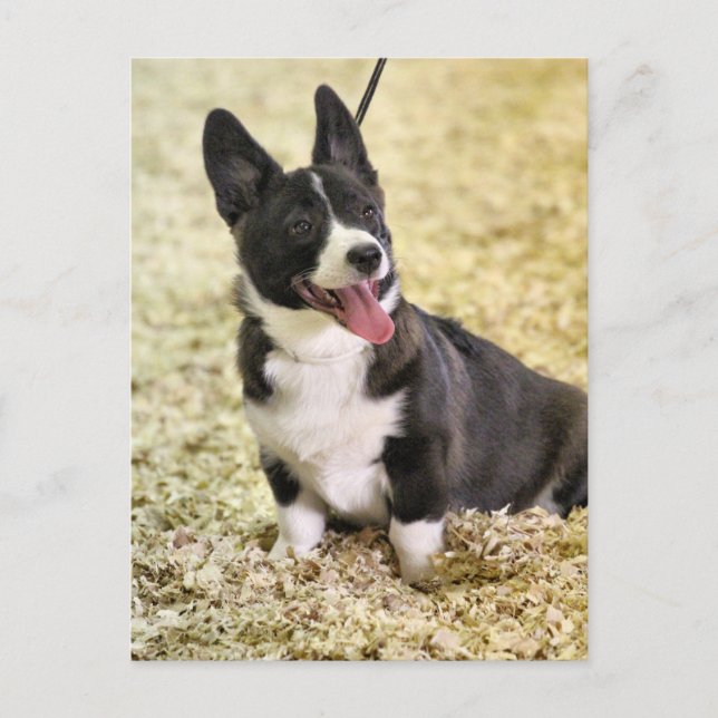 Postal Corgi (Anverso)