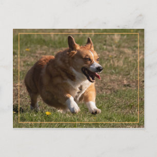 Postal Corgi en ejecución