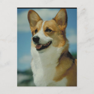 Postal Corgi Galés