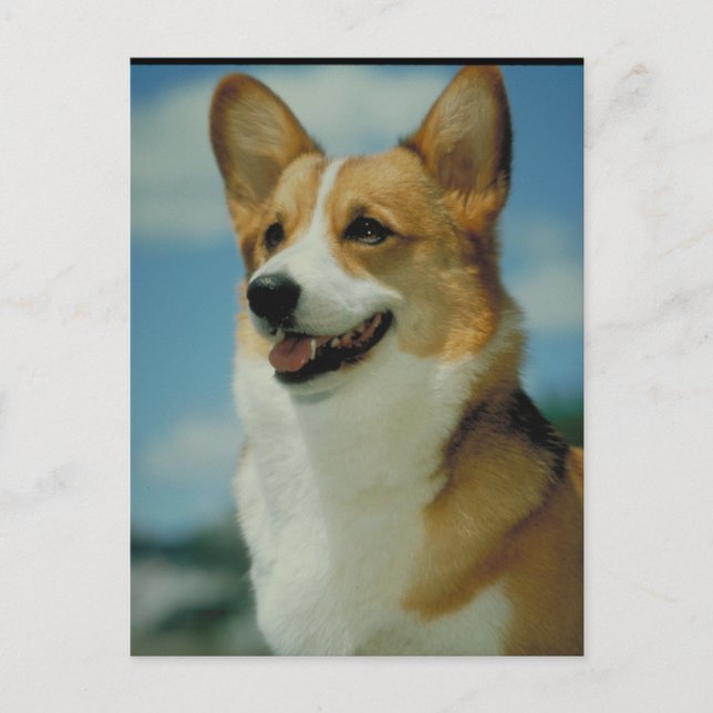 Postal Corgi Galés (Anverso)