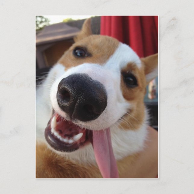 Postal Corgi galés de pembroke rojo y blanco (Anverso)