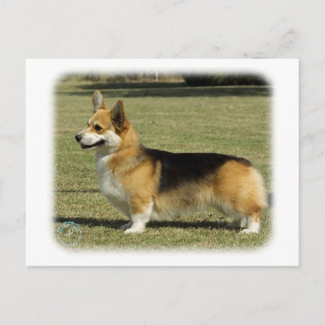 Postal Corgi galés (Pembroke) (Anverso)