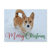 Corgi navideño dulce con cola en foto de nieve