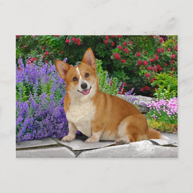 Postal "Corgi pequeño feliz" (Anverso)