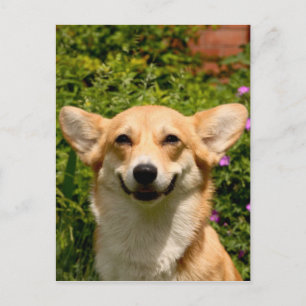 Postal Corgi Postcard