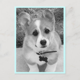 Postal Corgi Puppy