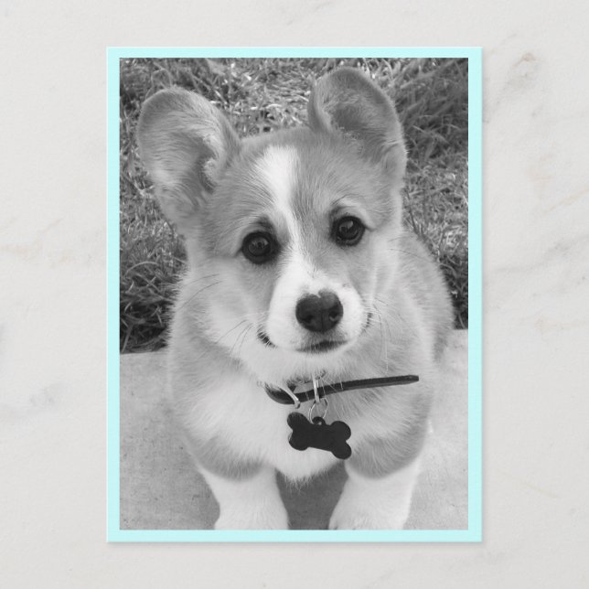 Postal Corgi Puppy (Anverso)