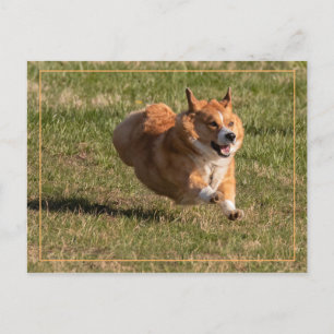 Postal Corgi volador