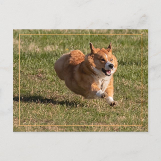 Postal Corgi volador (Anverso)