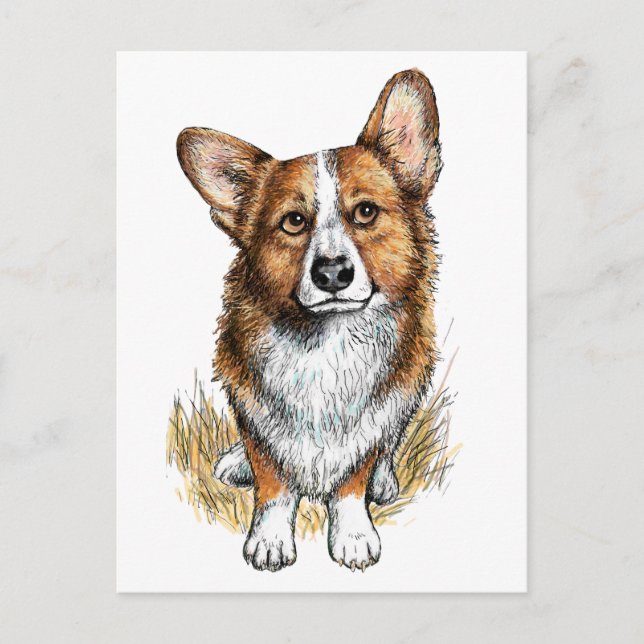 Postal Corgi y vacas (Anverso)