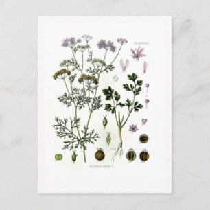 Postal Coriander
