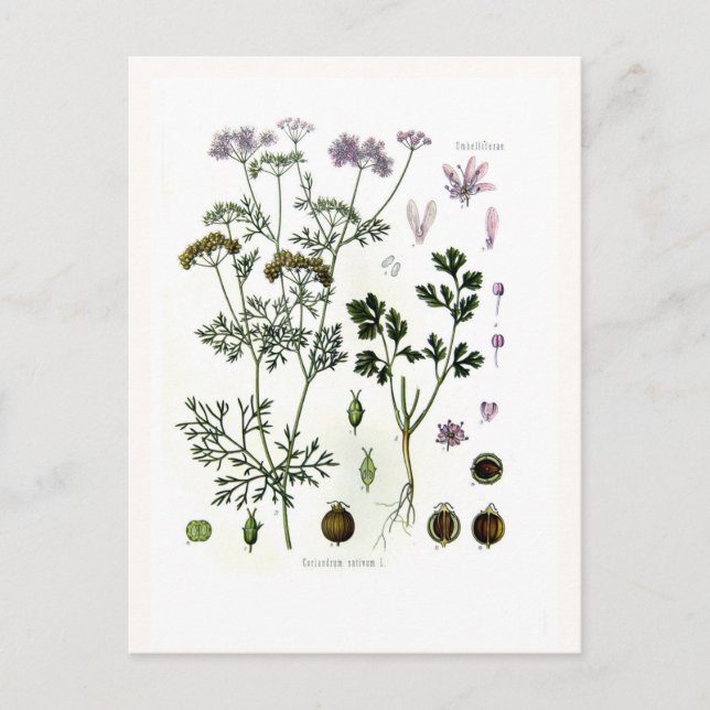 Postal Coriander (Anverso)