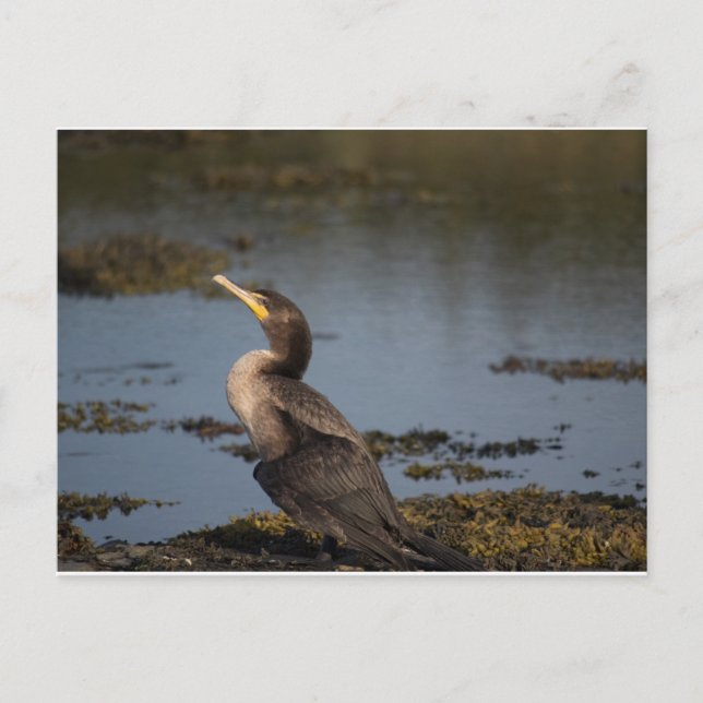 Postal Cormorán de doble pecho (Anverso)