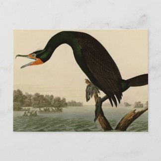 Postal Cormorán de la Florida