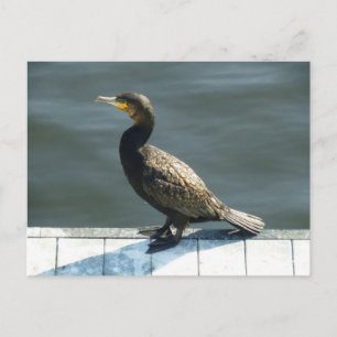 Postal Cormorant