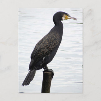 Postal Cormorant